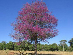 Aniba rosaeodora Brazilian Rosewood, Rosewood-oil tree
